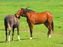 two domestic brown horses on a farm