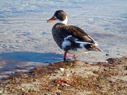 Duck on the beach near the water