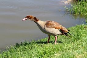 African duck