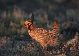 Grouse Prairie