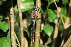 blue Dragonfly on branch close up