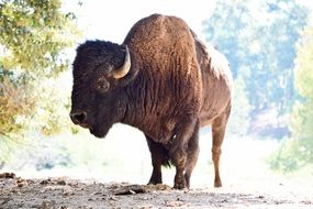 wild american bison in nature