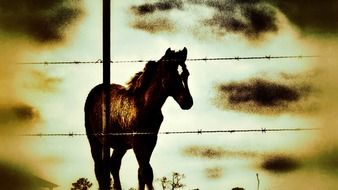 Horse behind wire fence outdoor