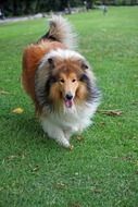 beautiful and cute Dog Collie