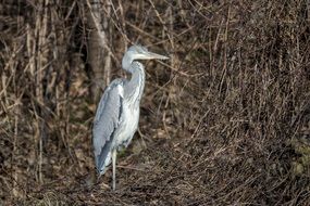 gray heron among the branches