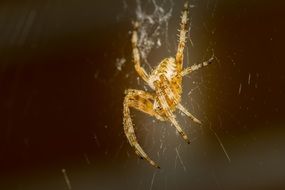Yellow bright spider on the white web