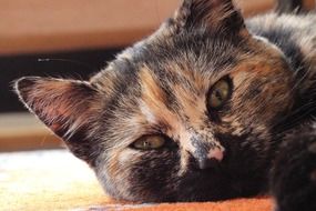portrait of bicolor domestic cat