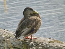 Duck on the wood