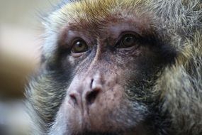 Monkey looking stright, face close up