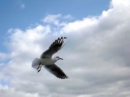 Picture of Seagull Bird flies