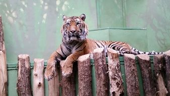 tiger in the cage at the zoo