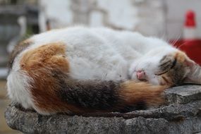 Sleeping Cute White cat portrait