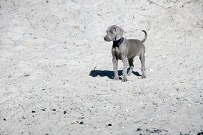 black and white photo of a puppy on the road