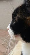 Cat Face Profile