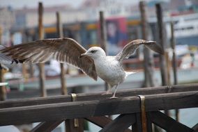 Seagull in Venice