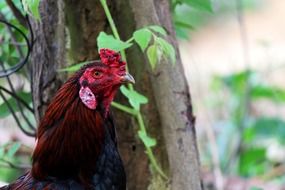 portrait of red chicken among nature