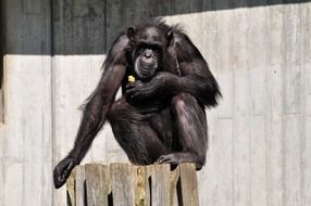 Monkey on the wood