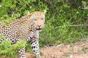 wild Leopard looking straight from branches