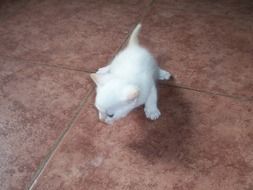 white fluffy kitten on the floor