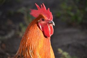 Rooster Head