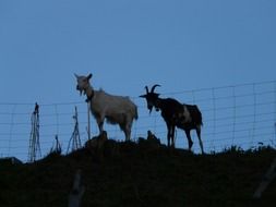 pair of Goats on Pasture at dusk