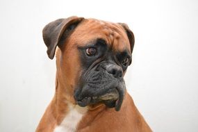 portrait of brown boxer dog near a white wall