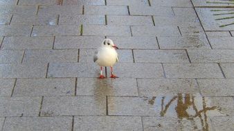 seagull on a wet pavement