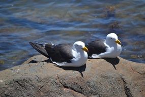 Pacific Gull Birds