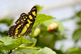 yellow butterfly macro photo