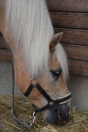 beautiful graceful Horse