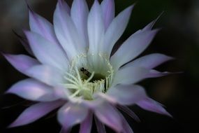 pale cactus blossom