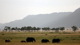 elephant family on safari in africa