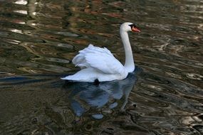 swan floating in the water