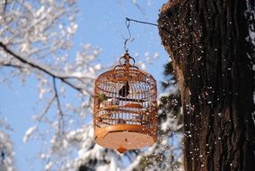 bird cage on a tree