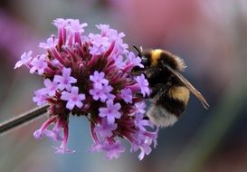 bumblebee on a purple inflorescence close-up on a blurred background