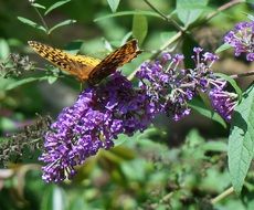 closeup picture of fritillary butterfly on the lilac bush