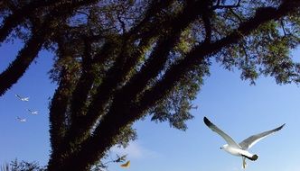 Tree and birds in the park