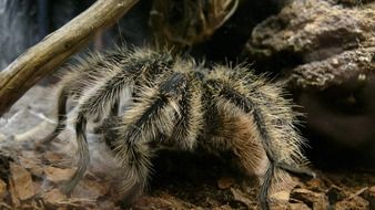 Spider in aquarium