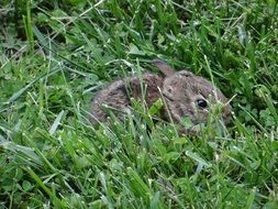 Bunny Rabbit Easter Cute Fuzzy
