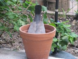 dove in a flower pot