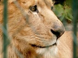 photo of a muzzle of a lion through a cage