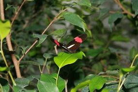 red black butterfly in wildlife