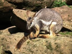 mammal kangaroo in nature