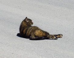 cute black lazy cat resting on the road