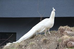 white peacock from a chicken family