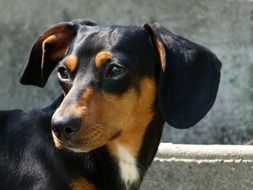 black young Dachshund, head portrait