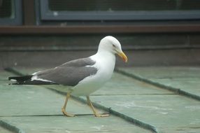 white yellow-headed gull walks along the road