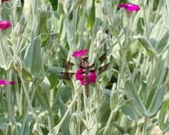 dragonfly in the wild garden