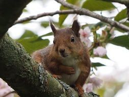 cute brown squirrel in the wild
