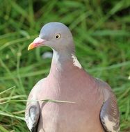portrait of a pigeon in wildlife